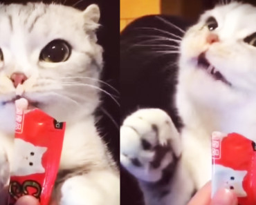 Kitty’s Funny Snack Will Leave You Giggling