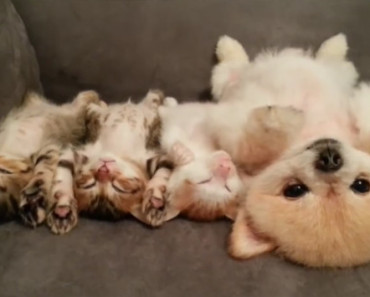Fluffy Sleepy Dog And His Kitten Friends Sleep In The Exact Same Position! (WATCH)
