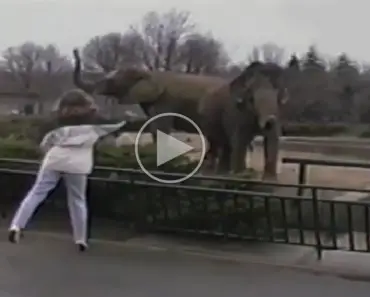 A Tourist Walked Over To An Elephant, And You’ll Never Believe What They Did Together!
