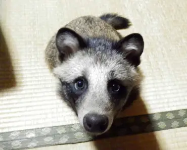 Turns Out That Raccoon Dogs Are Real, And They’re Here To Steal Your Heart.