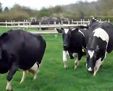 Cows Were Let Out To Pasture For The First Time In Months…This Is AWW-Some