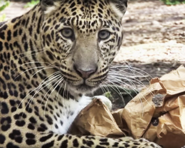 Leopards, Tigers And Lions Try Catnip For The First Time