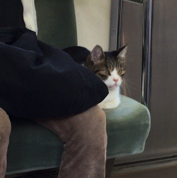 cat-rides-subway-seibu-ikebukuro-line-tokyo-7