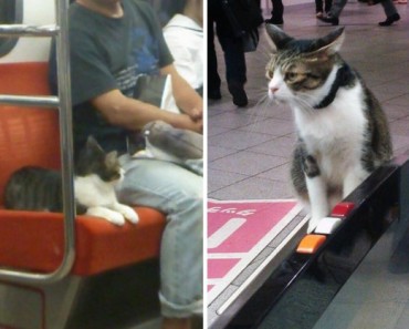 Cat Spotted Regularly Taking Subway In Tokyo All By Himself