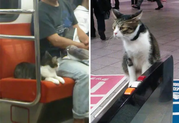 cat-rides-subway-seibu-ikebukuro-line-tokyo-9-605x418