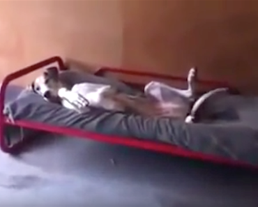 He Finds His Great Dane Lying In Bed. Now Watch The Dog As He Approaches…
