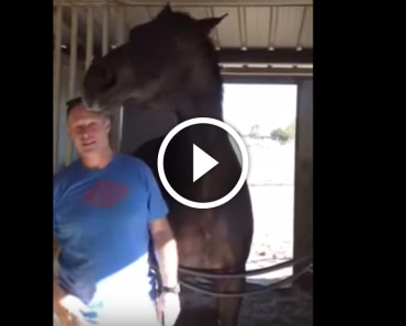Man Tries Leaving Barn…But the Horse’s Response Makes Everyone Burst Out Laughing