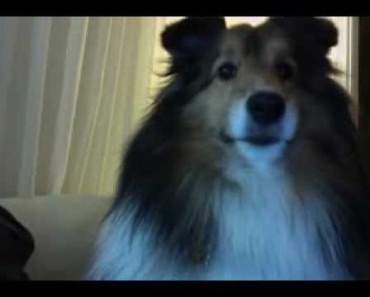 She Puts The Webcam On Her Dog. The Dog’s Reaction? Absolutely Priceless! LOL