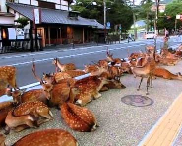 Thousands Of Deer Take Over This Road Every Day. The Reason? UNBELIEVABLE!