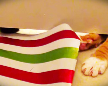 Sneaky Kitties Surprise Human With ‘Help’ Wrapping Gifts