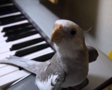 Nobody Believed Him When He Described His Bird’s Nightly Ritual, So He Caught THIS
