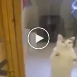 watch-the-reaction-when-this-shelter-cat-sees-his-favorite-human-omg