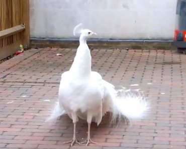 Incredible White Peacock Puts Her Gorgeous Tail On Display