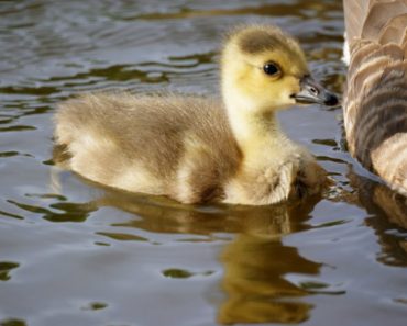 Bridesmaid Stops Photoshoot To Dive Into Lake To Save Gosling Being Drowned By Swan