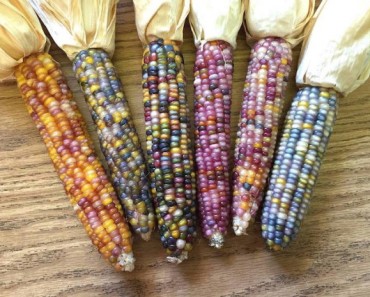 This Rainbow-Colored Corn Is Totally Real And Natural, Here’s How You Can Grow It