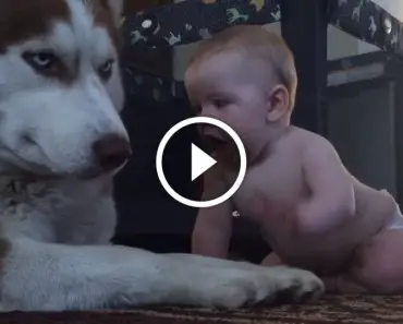 Baby Tries Playing with a Husky but Watch How the Husky Reacts — LOL