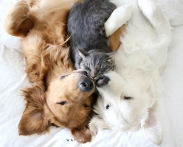 These Two Dogs And a Cat Love To Hug And Nap Together