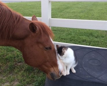 This Cat Was Sitting All By Himself On A Table. Now Watch The Horse On The Left. Unbelievable!