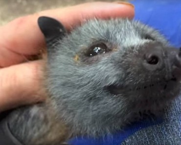 You Will Fall In Love With This Bat Squeaking With Joy As He Gets Tickled