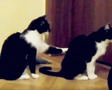 This Cat Tries To Apologize To His Best Buddy. And Then This Happens… LOL!!! (WATCH)
