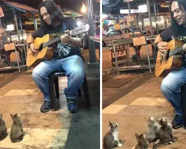 4 Music-Loving Kitties Come To Listen To Street Singer Everyone Else Ignored
