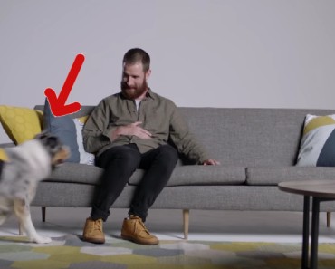 They Have Him Sit On The Couch. But When He Sees His Dog? OMG!