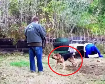 He Tries to Rescue Aggressive Dog Chained to a Fence, What Happens Next Is Truly Remarkable