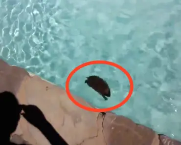 They Noticed Something In Their Pool, And You Won’t BELIEVE What It Is!