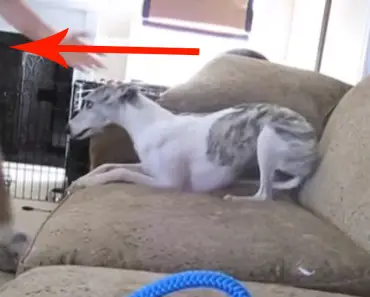 The Dog Sitter Filmed This While They Were On Vacation. They Had NO Idea It Happened At Their House!