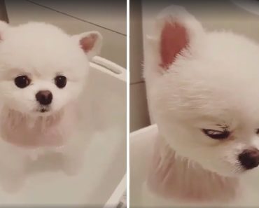 Cute Puppy In A Bath Wishes Owner Would Stop Filming And Just Finish Washing Him Already