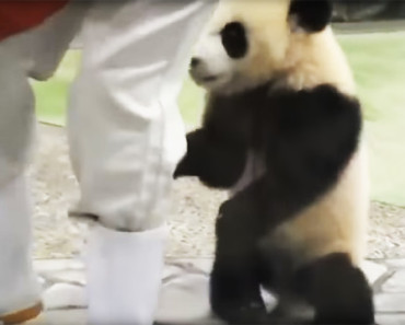 This Panda Sneaks Up Behind This Guy. When He Turns Around? Hilarious!