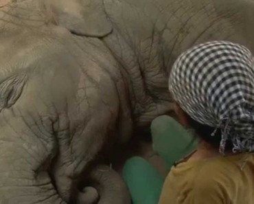 This Woman Swings at an Elephant… Now Watch What the Elephant Does Next!
