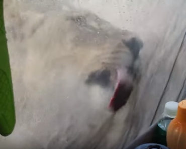 Couple Camping In South Africa Wakes Up To Lions Licking Their Tent