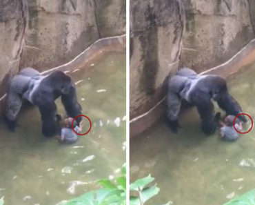 New Video Reveals Gorilla Was Holding Hands With Boy Before Being Shot