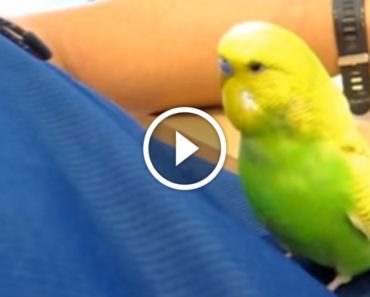 Sleepy Little Bird Cuddles Up to His Dad. But LISTEN to What He Says Before He Falls Asleep…