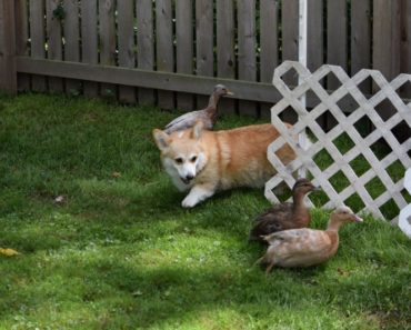 The Corgi Approaches A Couple Of Ducks. What Follows Will Have You In Stitches!