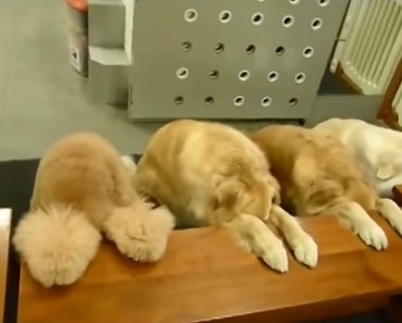 Mommy Preparing Meals For Her Dogs Turns Around To See Them Doing THIS! (WATCH)