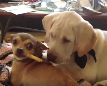 Prepare To Laugh When You See What These Dogs Are Doing… OMG!