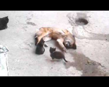 How This Dog Treats Kittens Will Make You Believe Anything is Possible