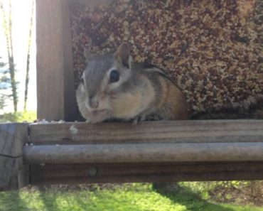 This Little Chipmunk Gets Caught Stealing, But Look At How He Reacts … Priceless