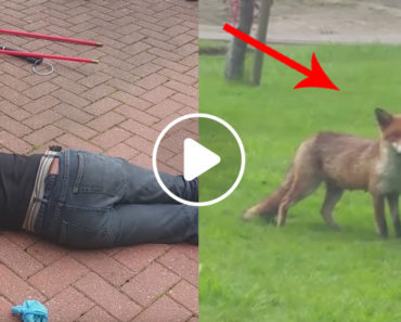 Fox Waits While Cub That Was Trapped In A Drain Pipe Is Rescued