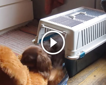 Owners tell their puppy to go to bed but he refuses to leave his teddy. WATCH his solution