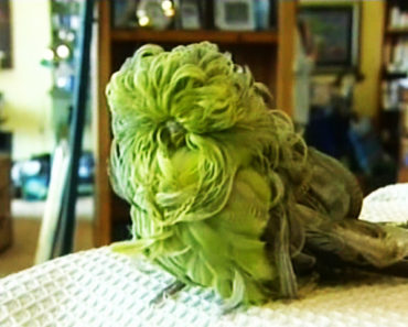 This Abandoned Mutant Parakeet Amazes Everyone Who Meets Him