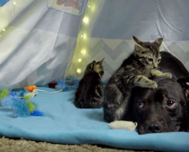 Pit Bull Rescued From Dog Fighting Ring Now Spends His Days Cuddling Kittens