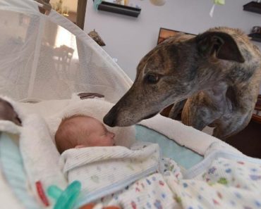 This Greyhound Was Scared Of Affection. But When He Meets His New Brother? Priceless