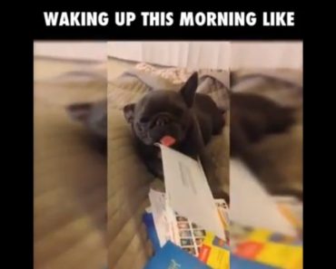 Dog has one hard but funny monday! Super funny