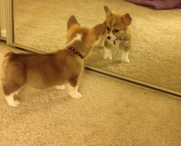 Puppy Sees Its Reflection in the Mirror for the First Time – Adorable!