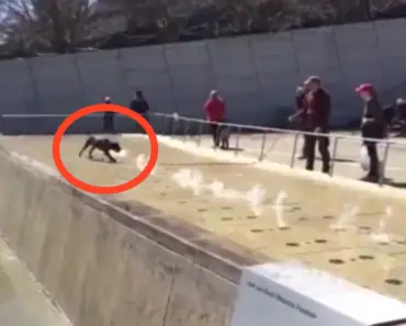 What They Caught This Dog Doing Here Is Absolutely Hilarious!