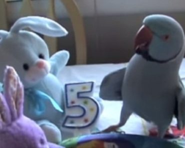 They Give The Bird A Gift For His Birthday And He Has The GREATEST Reaction