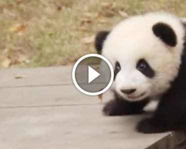 Baby panda crawls onto a picnic table, when he turns around and does THIS? I can’t stop LAUGHING!